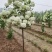 中华木绣球（斗球）包品种对版，一年开两季花，适合庭院种
