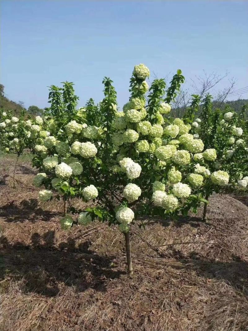 中华木绣球（斗球）包品种对版，一年开两季花，适合庭院种