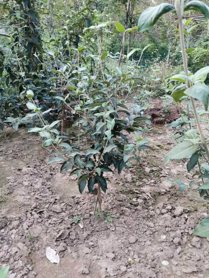 中华木绣球（斗球）包品种对版，一年开两季花，适合庭院种