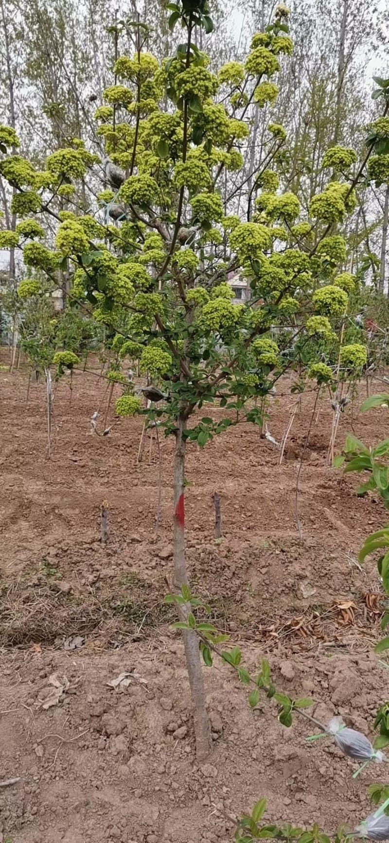 中华木绣球（斗球）包品种对版，一年开两季花，适合庭院种