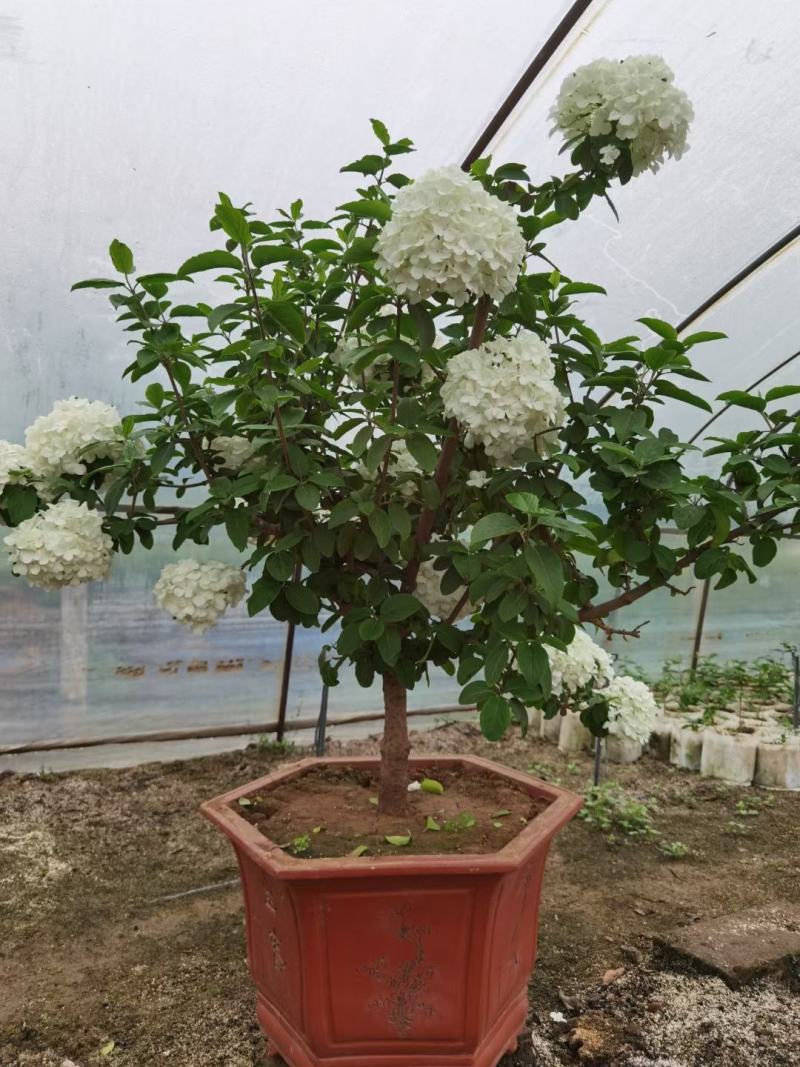 中华木绣球（斗球）包品种对版，一年开两季花，适合庭院种