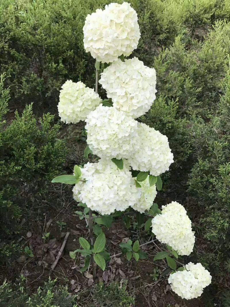 中华木绣球（斗球）包品种对版，一年开两季花，适合庭院种