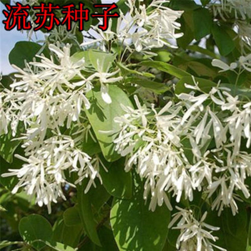新采种子流苏树种子