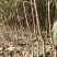 黄金蜜7号桃苗中桃金魁早熟大果型黄桃苗保证品种