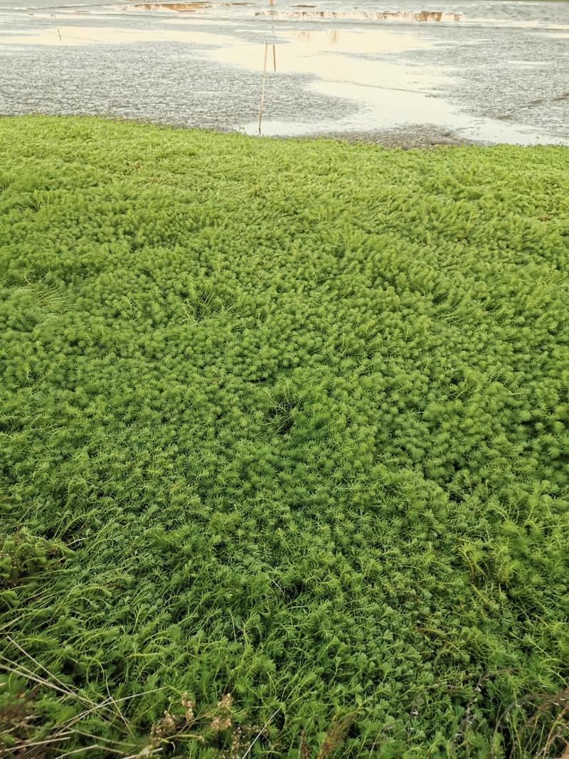 专业水生植物培育基地/粉绿狐尾藻养殖污水处理