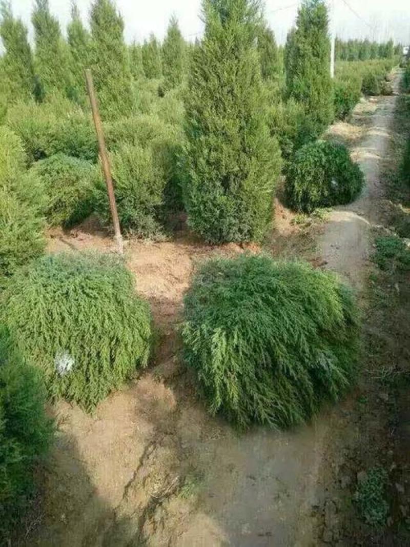 桧柏种子当年新采北京桧柏河南桧种子刺柏圆柏种子