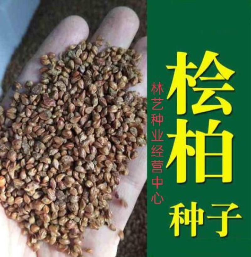 桧柏种子当年新采北京桧柏河南桧种子刺柏圆柏种子