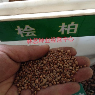 桧柏种子当年新采北京桧柏河南桧种子刺柏圆柏种子