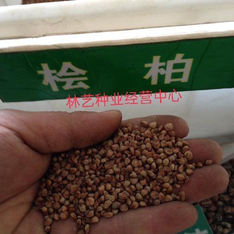 桧柏种子当年新采北京桧柏河南桧种子刺柏圆柏种子
