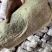 蘑菇、菌棒