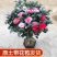 五色赤丹茶花福建省龙岩市漳平永福镇基地原盆原土发货