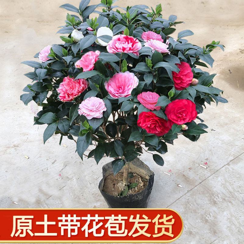 五色赤丹茶花福建省龙岩市漳平永福镇基地原盆原土发货