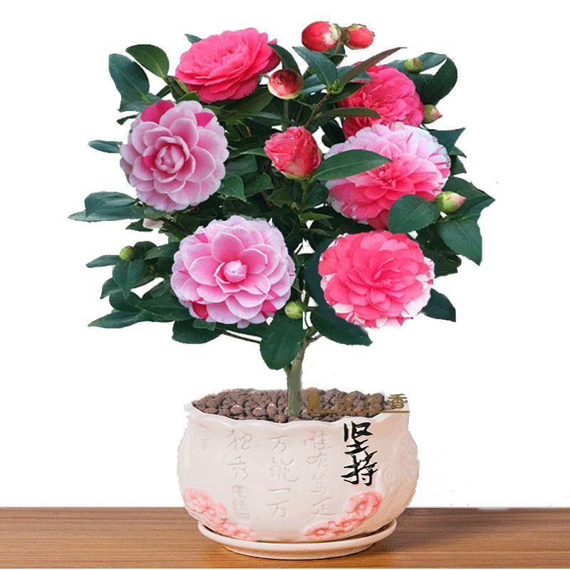 五色赤丹茶花福建省龙岩市漳平永福镇基地原盆原土发货