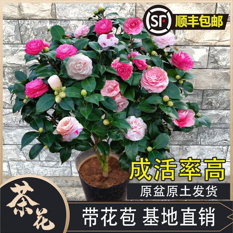 五色赤丹茶花福建省龙岩市漳平永福镇基地原盆原土发货
