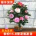 五色赤丹茶花福建省龙岩市漳平永福镇基地原盆原土发货
