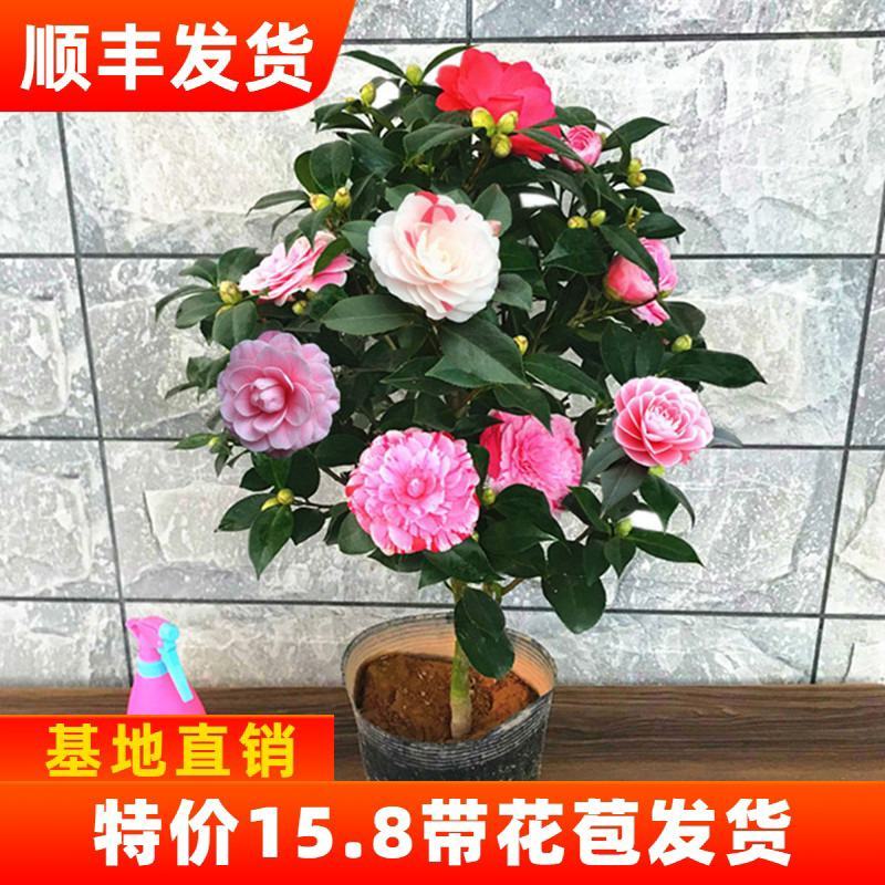 五色赤丹茶花福建省龙岩市漳平永福镇基地原盆原土发货