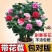 五色赤丹茶花福建省龙岩市漳平永福镇基地原盆原土发货