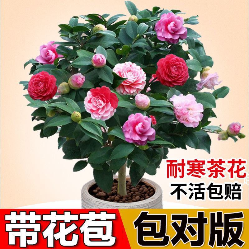 五色赤丹茶花福建省龙岩市漳平永福镇基地原盆原土发货