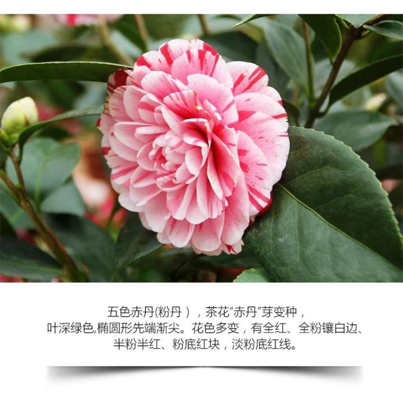 五色赤丹茶花福建省龙岩市漳平永福镇基地原盆原土发货