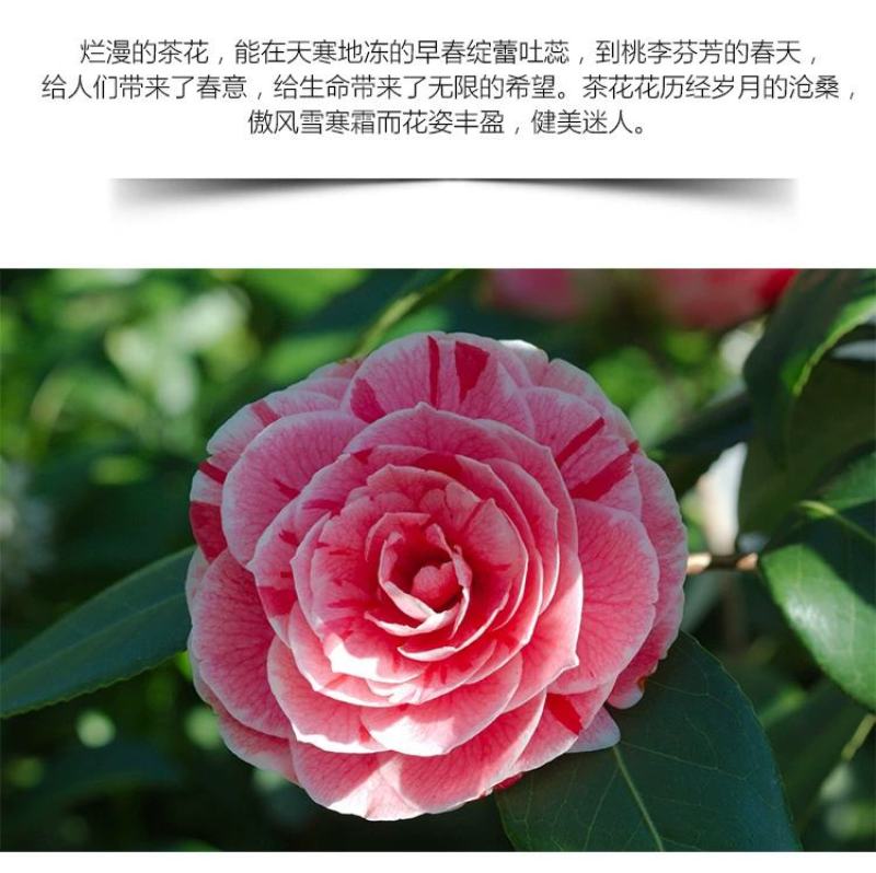 五色赤丹茶花福建省龙岩市漳平永福镇基地原盆原土发货