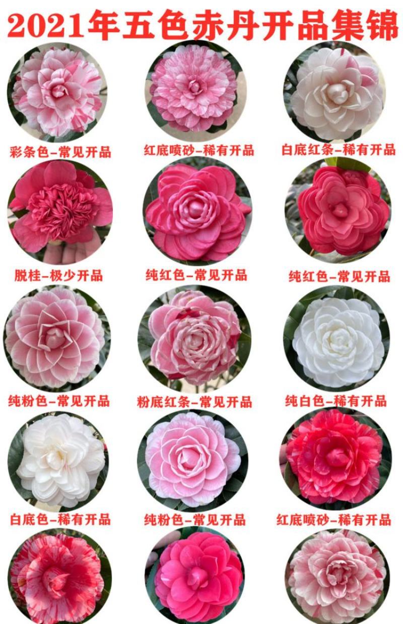 五色赤丹茶花福建省龙岩市漳平永福镇基地原盆原土发货