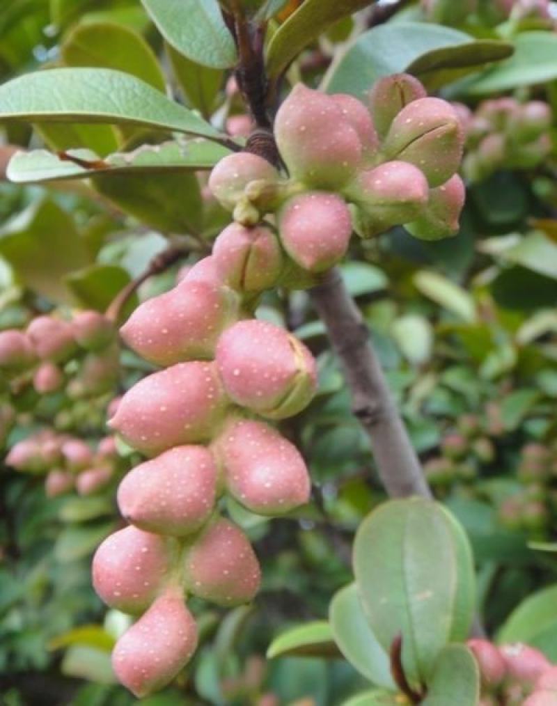 含笑树种子深山含笑种子又名含笑花种子乐昌含笑种子