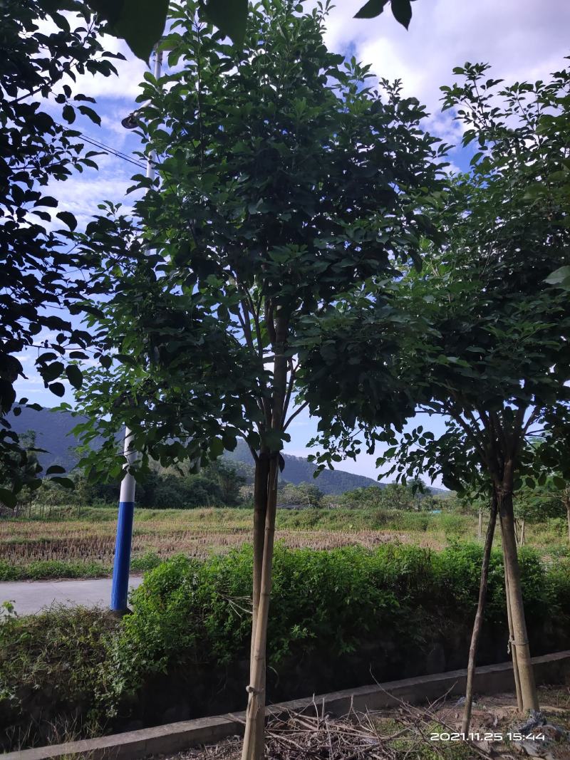 紫花风铃木