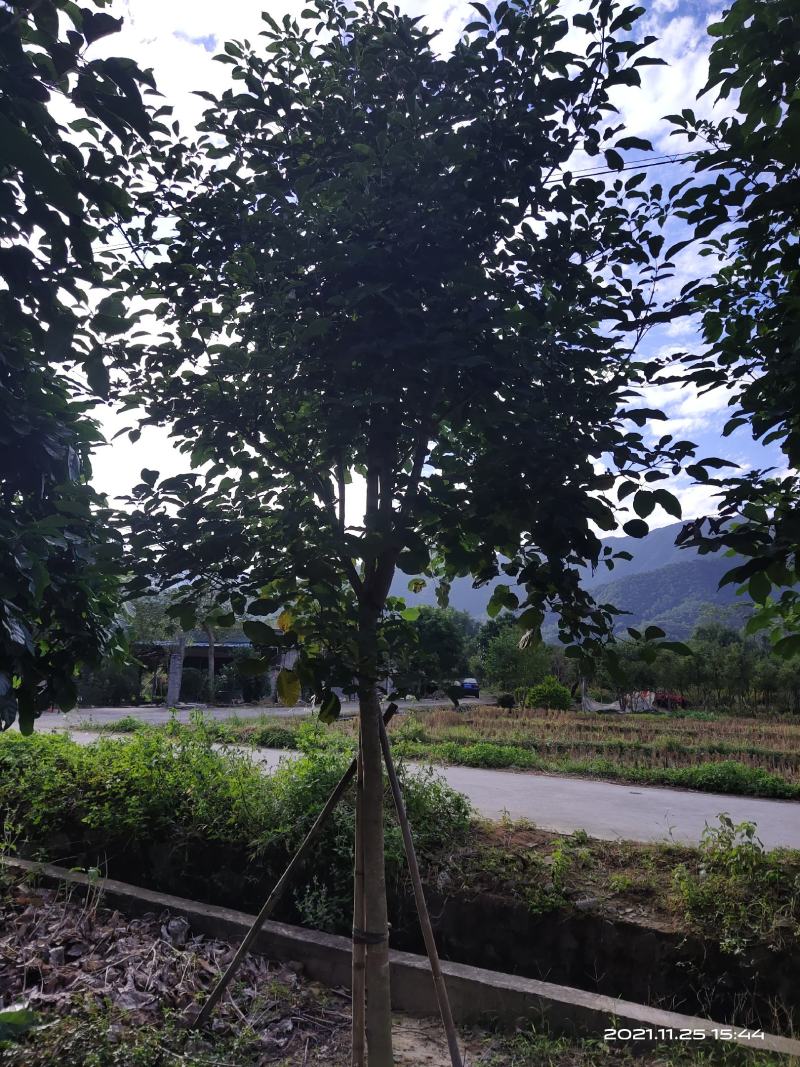 紫花风铃木