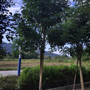 紫花风铃木