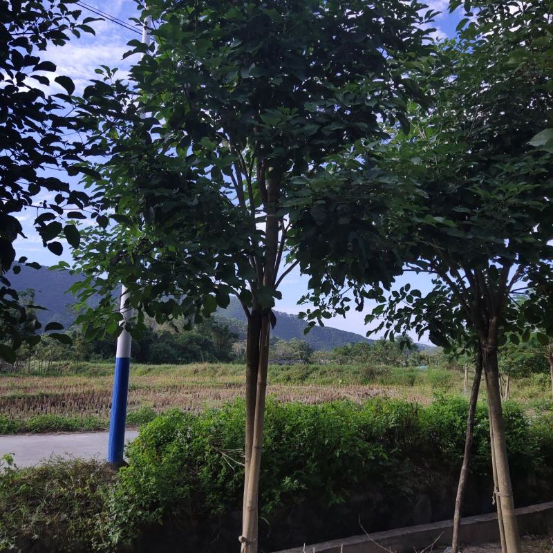 紫花风铃木