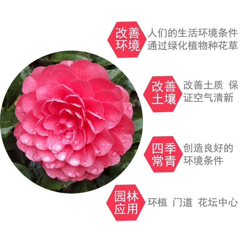 红赤丹福建省龙岩市漳平永福镇基地原盆原土发货