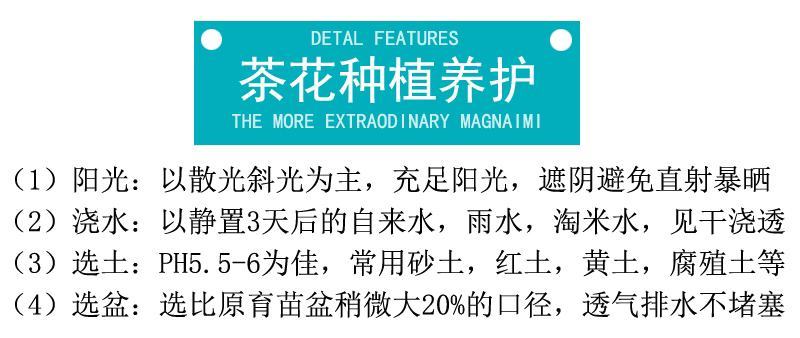 红赤丹福建省龙岩市漳平永福镇基地原盆原土发货