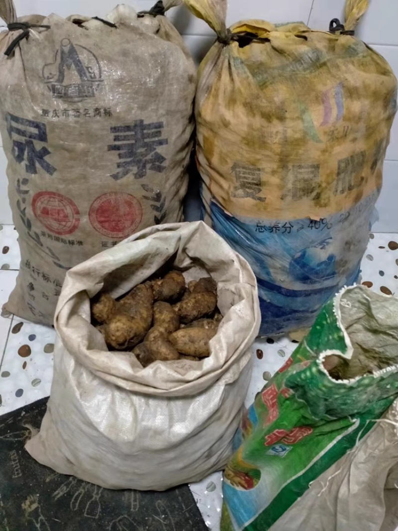 新鲜天麻，还有存货，年后预售中