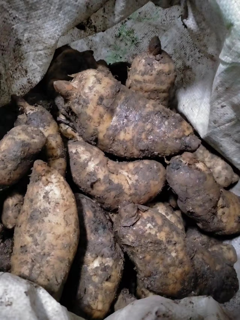 新鲜天麻，还有存货，年后预售中