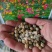 旱金莲种子垂吊爬藤花卉旱荷花种籽子四季种室内庭院盆栽阳台