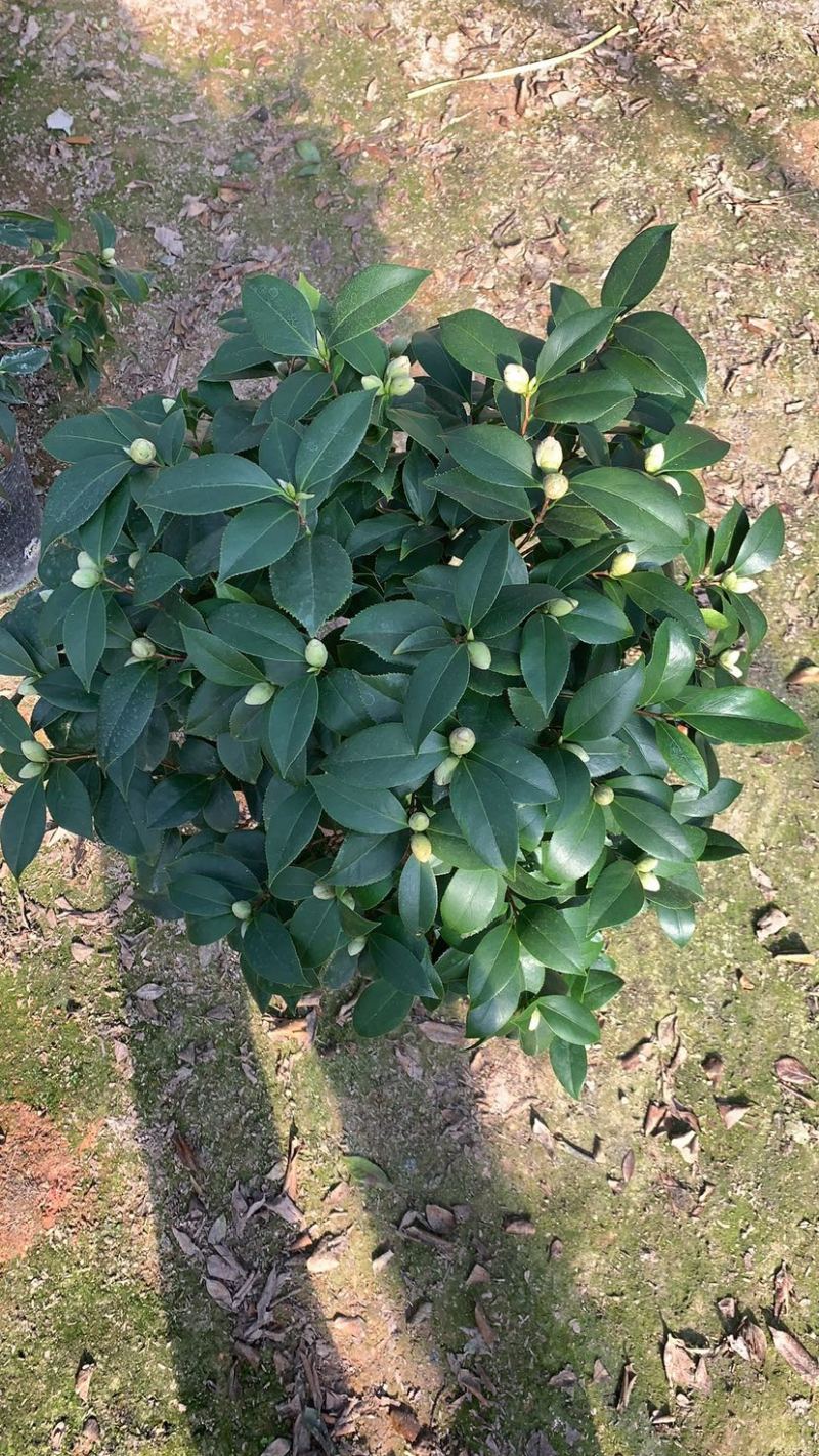 赤丹茶花一手货源质量保证一件起发
