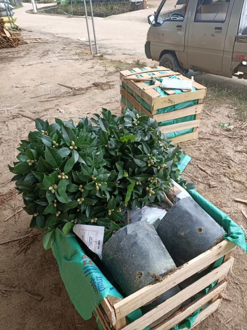 赤丹茶花一手货源质量保证一件起发