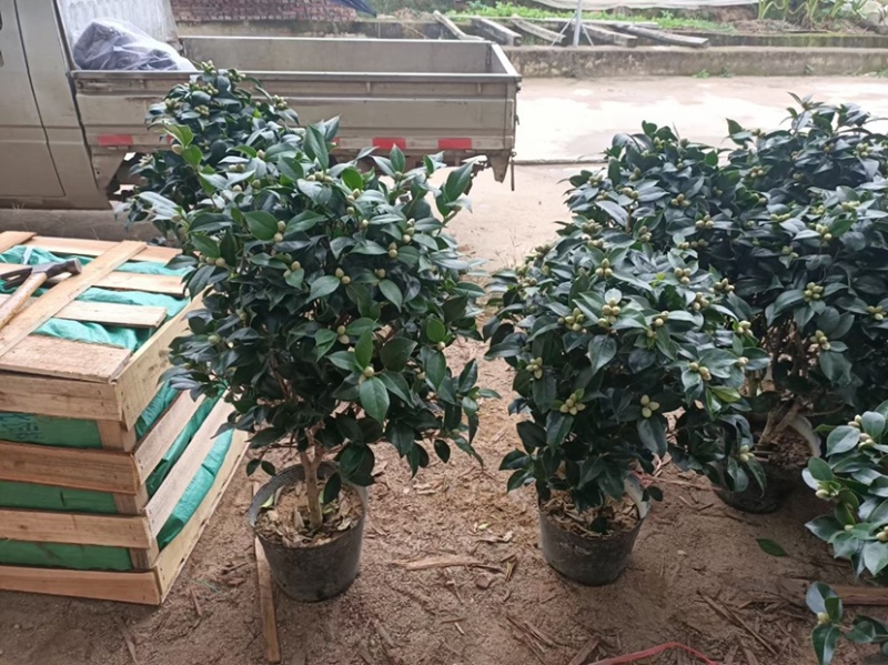 赤丹茶花一手货源质量保证一件起发