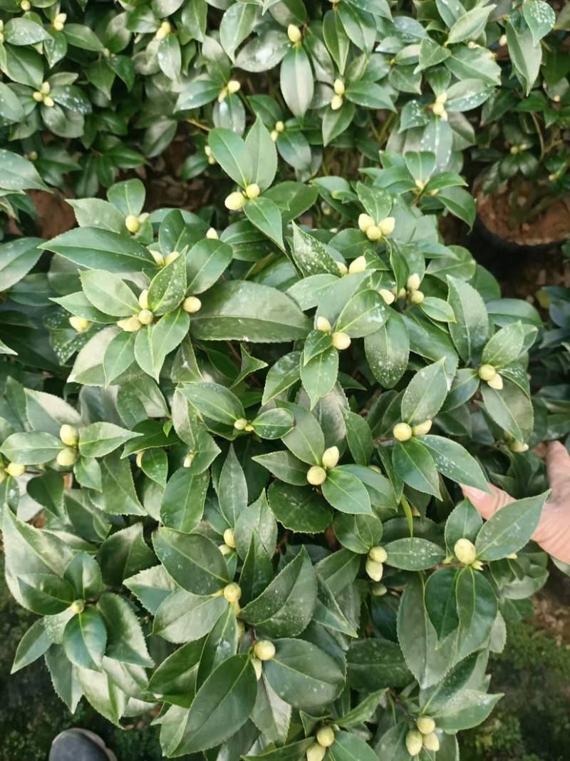 赤丹茶花一手货源质量保证一件起发