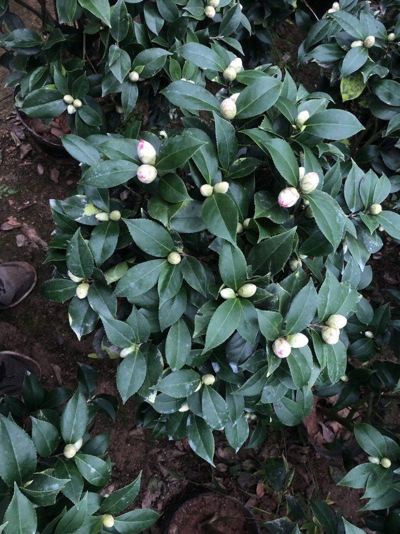 赤丹茶花一手货源质量保证一件起发