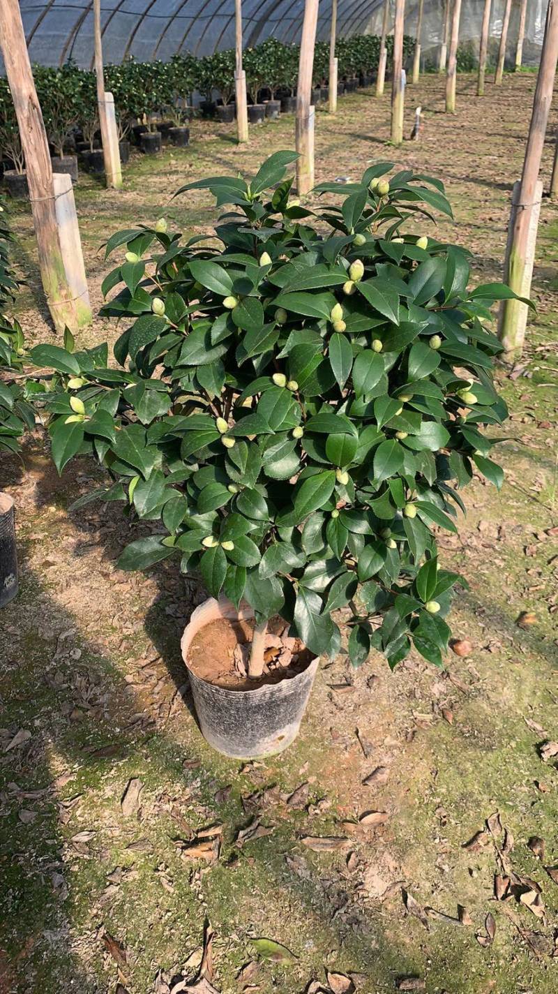 赤丹茶花一手货源质量保证一件起发