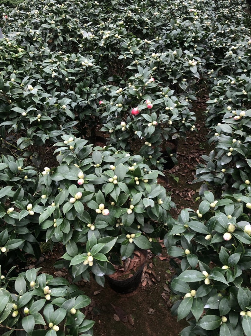 赤丹茶花一手货源质量保证一件起发