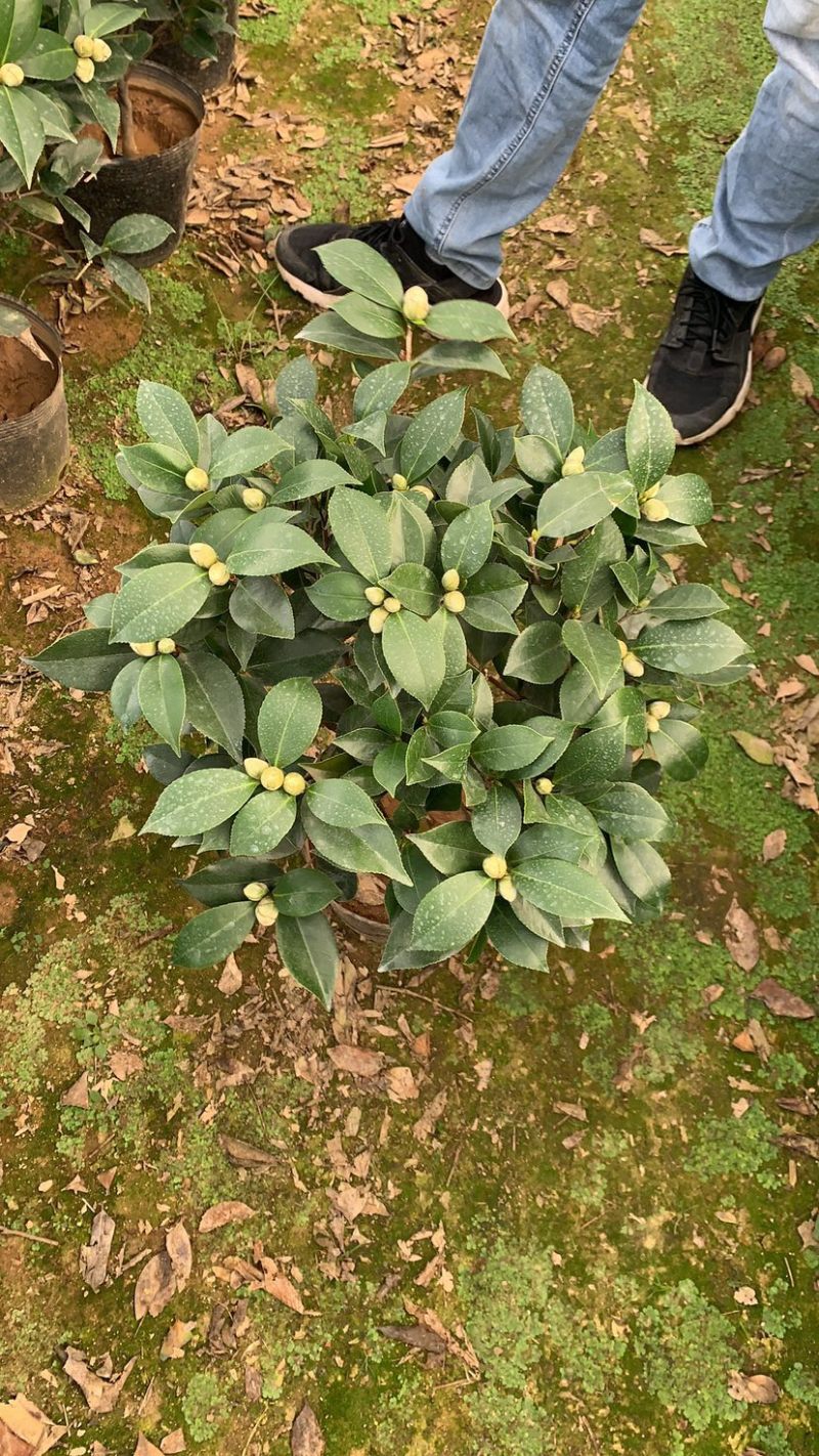 赤丹茶花一手货源质量保证一件起发