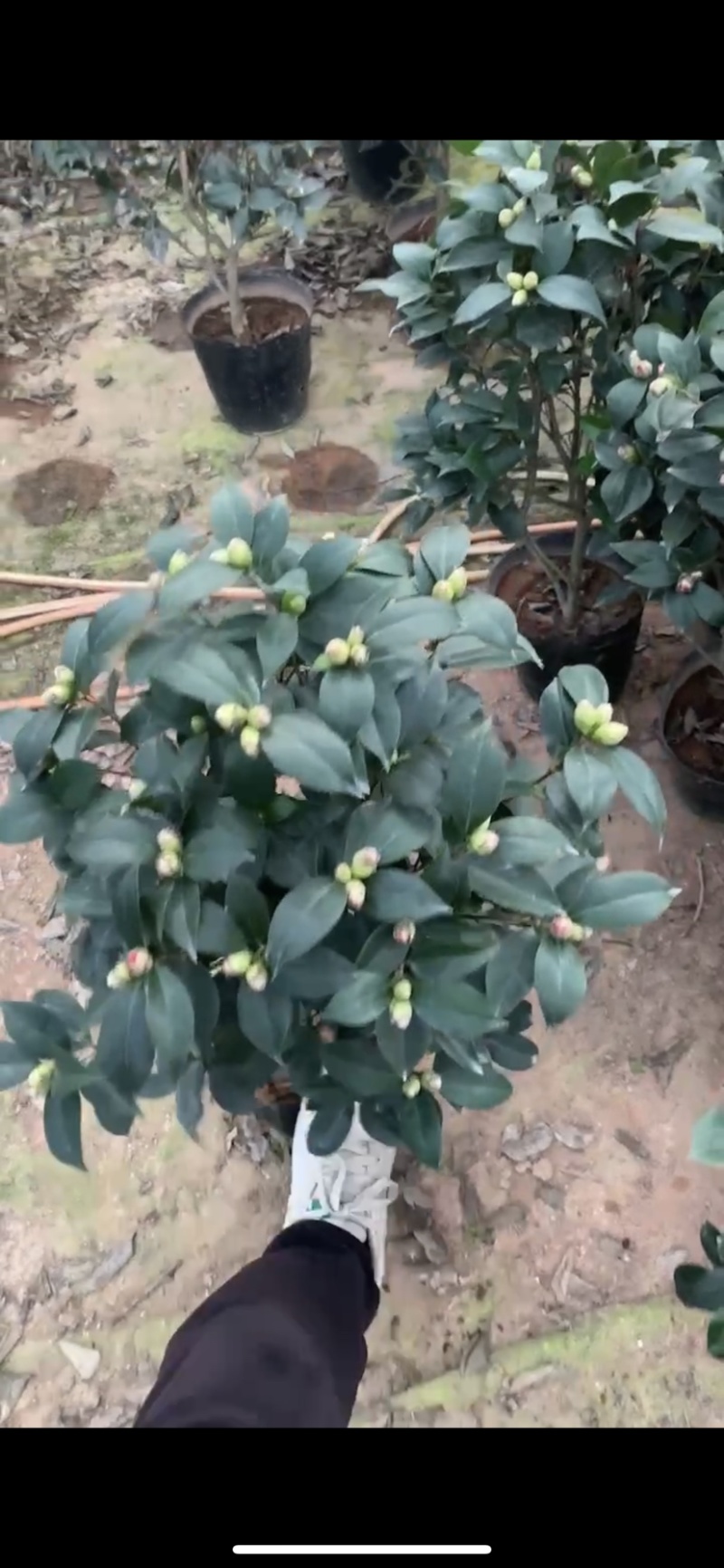赤丹茶花一手货源质量保证一件起发