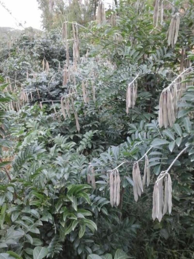 新采野生牛大力种子大力薯小叶细叶中叶大叶牛大力种籽