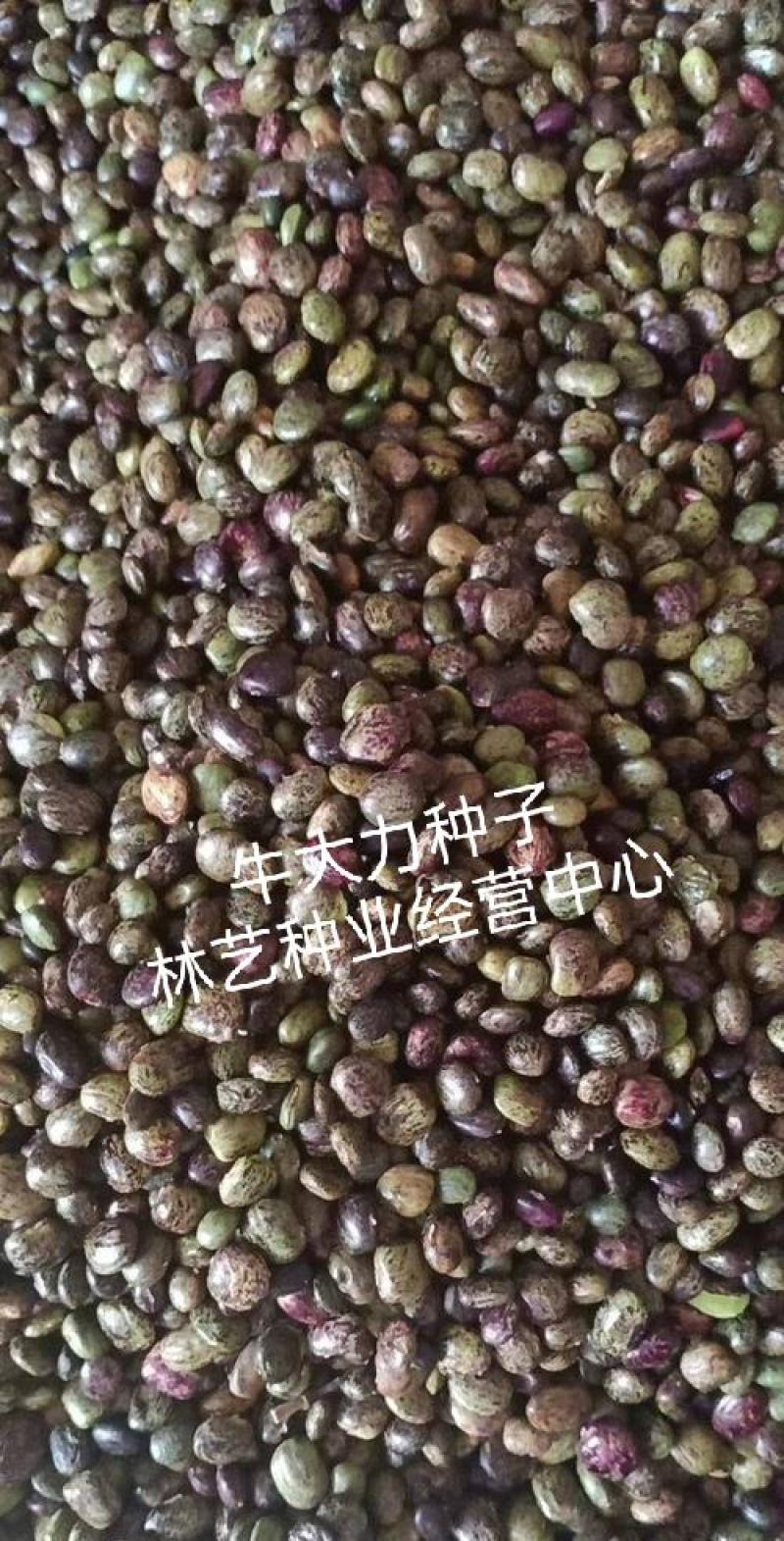 新采野生牛大力种子大力薯小叶细叶中叶大叶牛大力种籽