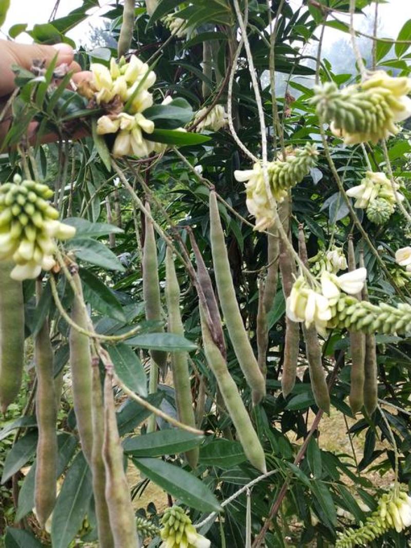 新采野生牛大力种子大力薯小叶细叶中叶大叶牛大力种籽
