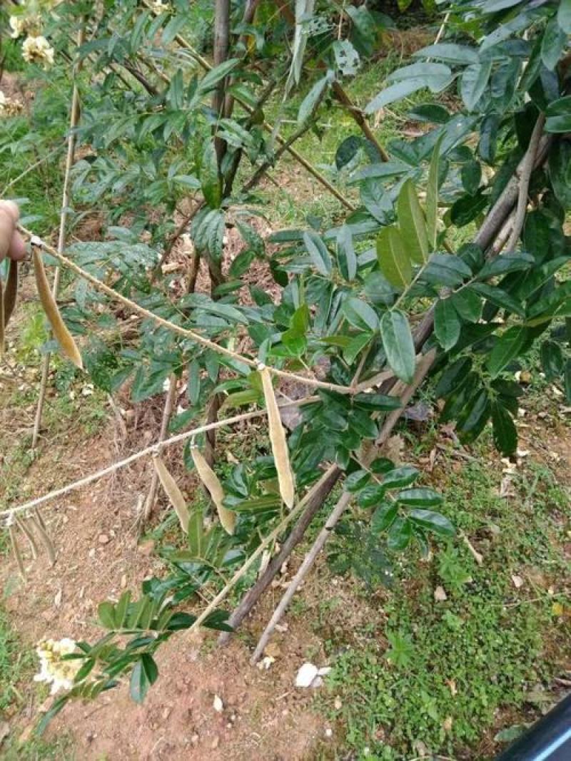 新采野生牛大力种子大力薯小叶细叶中叶大叶牛大力种籽