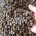 新采野生牛大力种子大力薯小叶细叶中叶大叶牛大力种籽