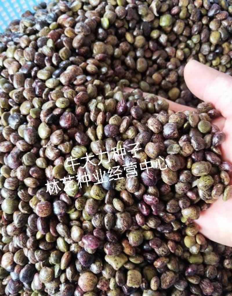 新采野生牛大力种子大力薯小叶细叶中叶大叶牛大力种籽